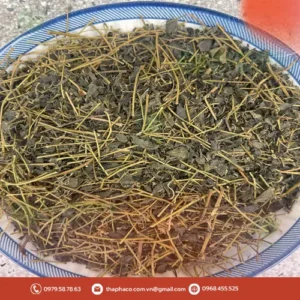 Địa chỉ bán sỉ Giảo Cổ Lam TP.HCM: THAPHACO - Chuẩn Vàng Chất Lượng