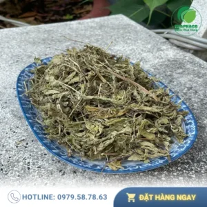 Mua Lá Bạc Hà Khô Chất Lượng Cao Ở Đâu? THAPHACO Giải Đáp