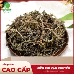 Chỗ Bán Sỉ Cây Mã Đề Khô Tại TP.HCM - THAPHACO Uy Tín