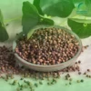 Nụ Vối Sấy Khô Sỉ TP.HCM - Thảo Dược Tươi THAPHACO Chất Lượng Cao