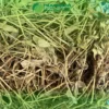 Sài Đất Sấy Khô THAPHACO Giá Bao Nhiêu 1kg? Cập Nhật