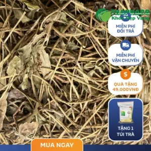1kg Sài Đất Khô Giá Bao Nhiêu? Báo Giá Từ Dược Sĩ THAPHACO