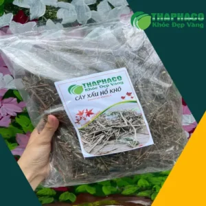 Mua Cây Xấu Hổ Khô Tại TP.HCM: Địa Chỉ Uy Tín THAPHACO
