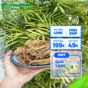 Mua Đương Quy Ở Đâu Uy Tín Tại TPHCM? Thảo Dược Tươi THAPHACO