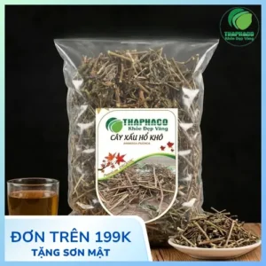 Địa Chỉ Bán Cây Xấu Hổ Khô Uy Tín Tại TP.HCM - THAPHACO